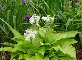 Bohyška 'Royal Standard' - Hosta 'Royal Standard'