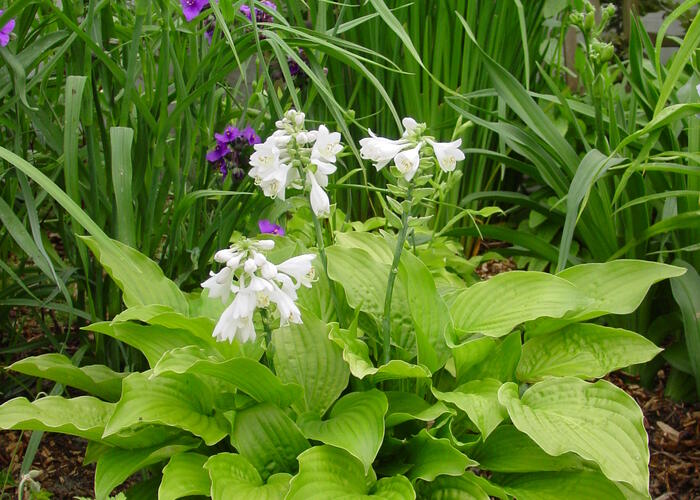 Bohyška 'Royal Standard' - Hosta 'Royal Standard'