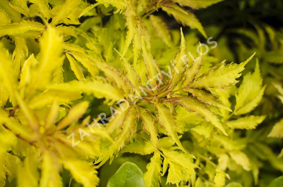Bez hroznatý 'Plumosa Aurea' - Sambucus racemosa 'Plumosa Aurea'