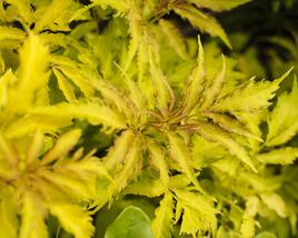 Bez hroznatý 'Plumosa Aurea'