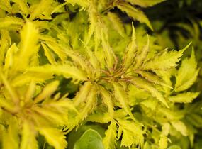 Bez hroznatý 'Plumosa Aurea' - Sambucus racemosa 'Plumosa Aurea'