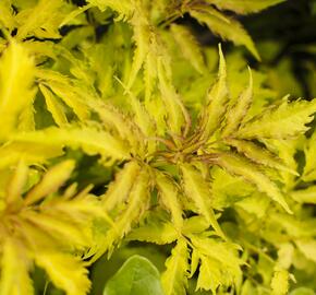 Bez hroznatý 'Plumosa Aurea' - Sambucus racemosa 'Plumosa Aurea'