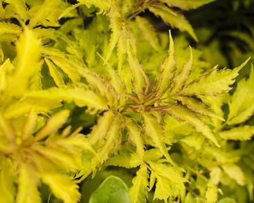 Bez hroznatý 'Plumosa Aurea'