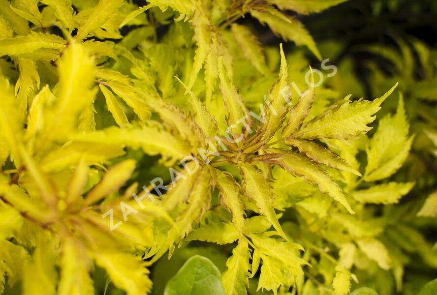Bez hroznatý 'Plumosa Aurea' - Sambucus racemosa 'Plumosa Aurea'