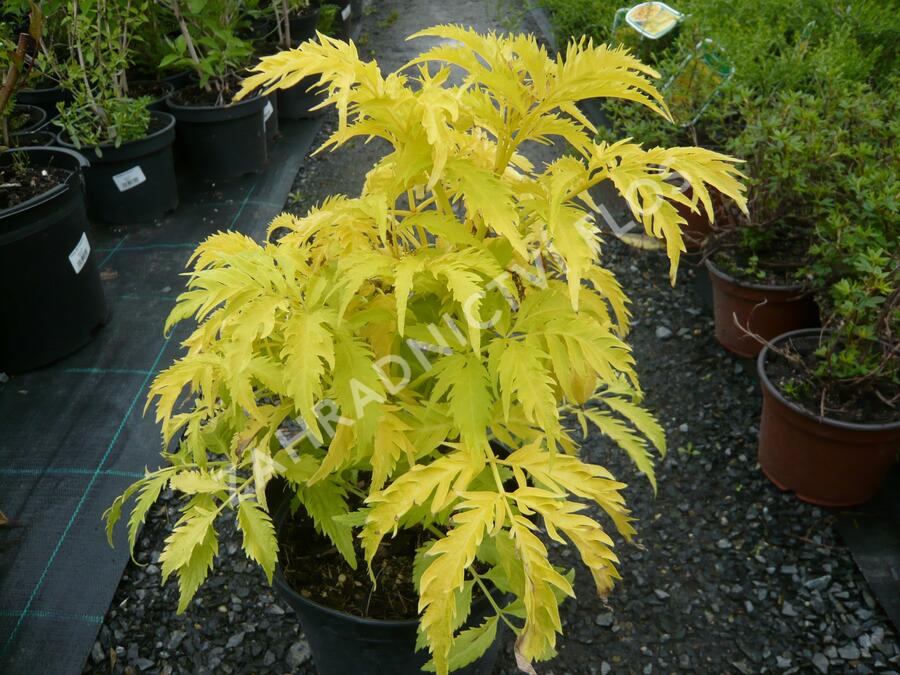 Bez hroznatý 'Plumosa Aurea' - Sambucus racemosa 'Plumosa Aurea'