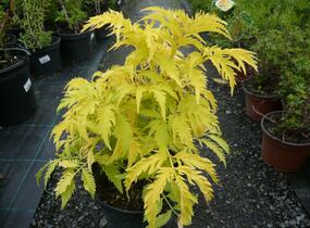 Bez hroznatý 'Plumosa Aurea' - Sambucus racemosa 'Plumosa Aurea'