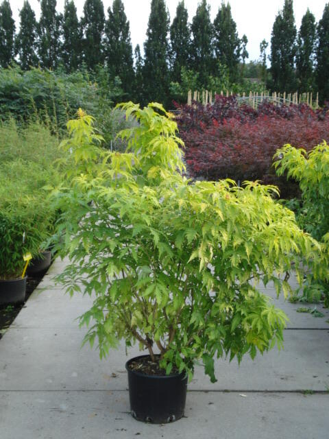 Bez hroznatý 'Plumosa Aurea' - Sambucus racemosa 'Plumosa Aurea'