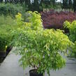 Bez hroznatý 'Plumosa Aurea' - Sambucus racemosa 'Plumosa Aurea'