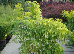 Bez hroznatý 'Plumosa Aurea' - Sambucus racemosa 'Plumosa Aurea'