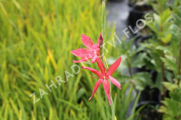 Říční lilie 'Red' - Schizostylis coccinea 'Red'