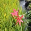 Říční lilie 'Red' - Schizostylis coccinea 'Red'