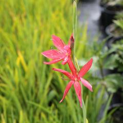 Říční lilie 'Red' - Schizostylis coccinea 'Red'