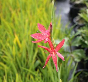 Říční lilie 'Red' - Schizostylis coccinea 'Red'