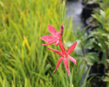 Říční lilie 'Red'
