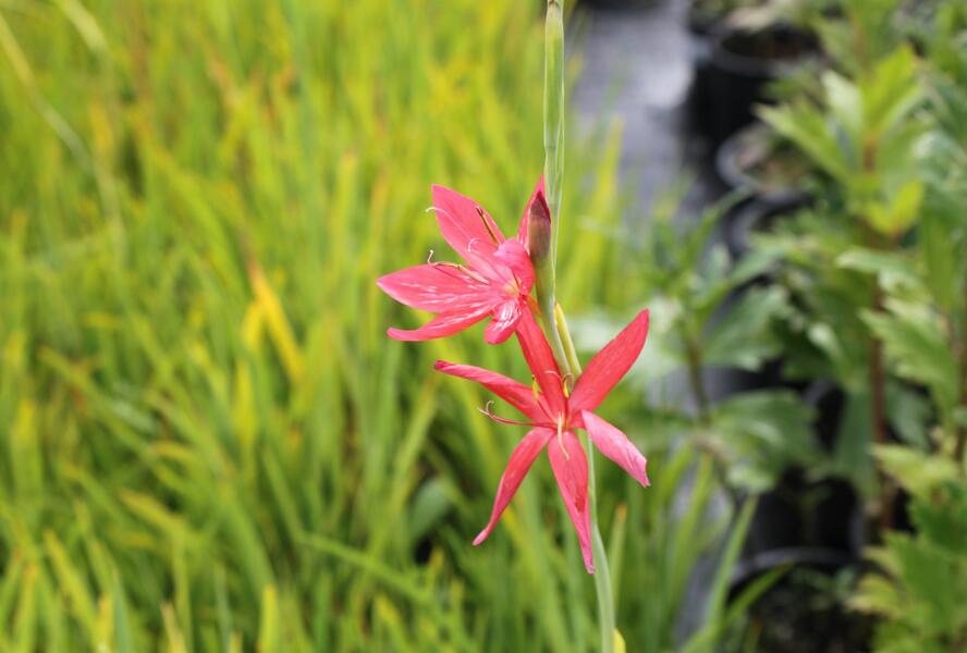 Říční lilie 'Red' - Schizostylis coccinea 'Red'