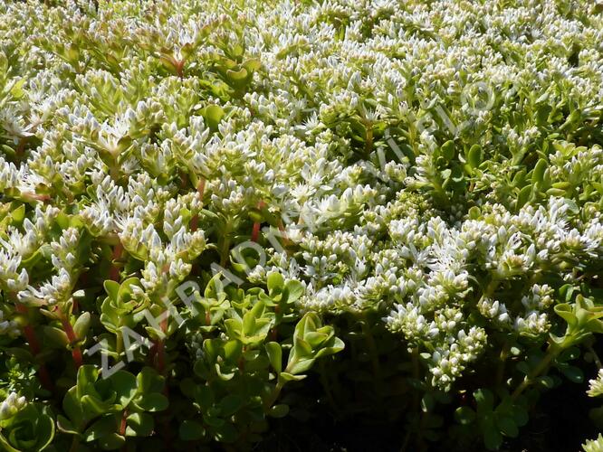 Rozchodník - Sedum ternatum