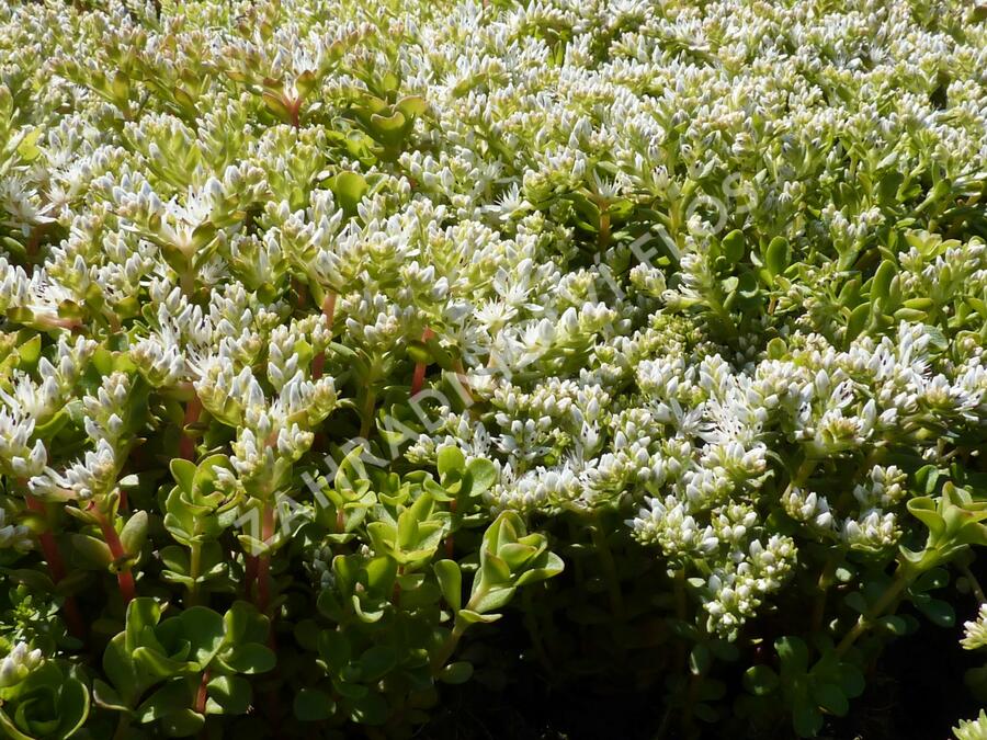 Rozchodník - Sedum ternatum