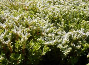 Rozchodník - Sedum ternatum