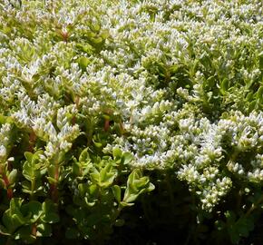 Rozchodník - Sedum ternatum