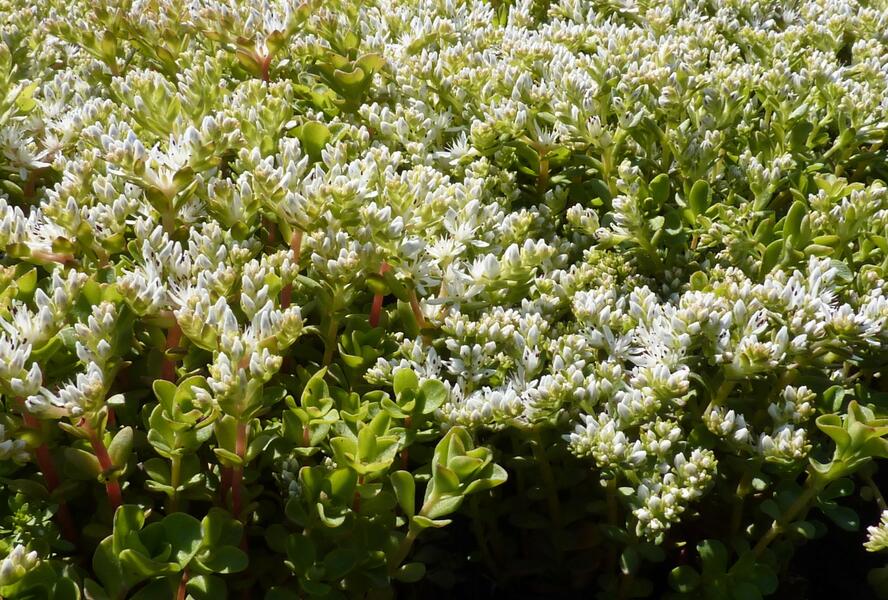 Rozchodník - Sedum ternatum