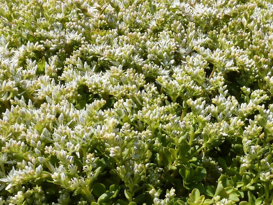 Rozchodník - Sedum ternatum