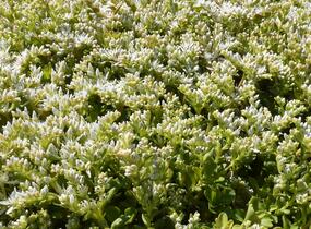 Rozchodník - Sedum ternatum