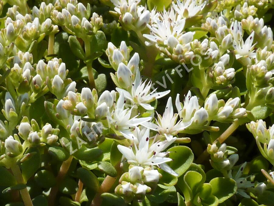 Rozchodník - Sedum ternatum