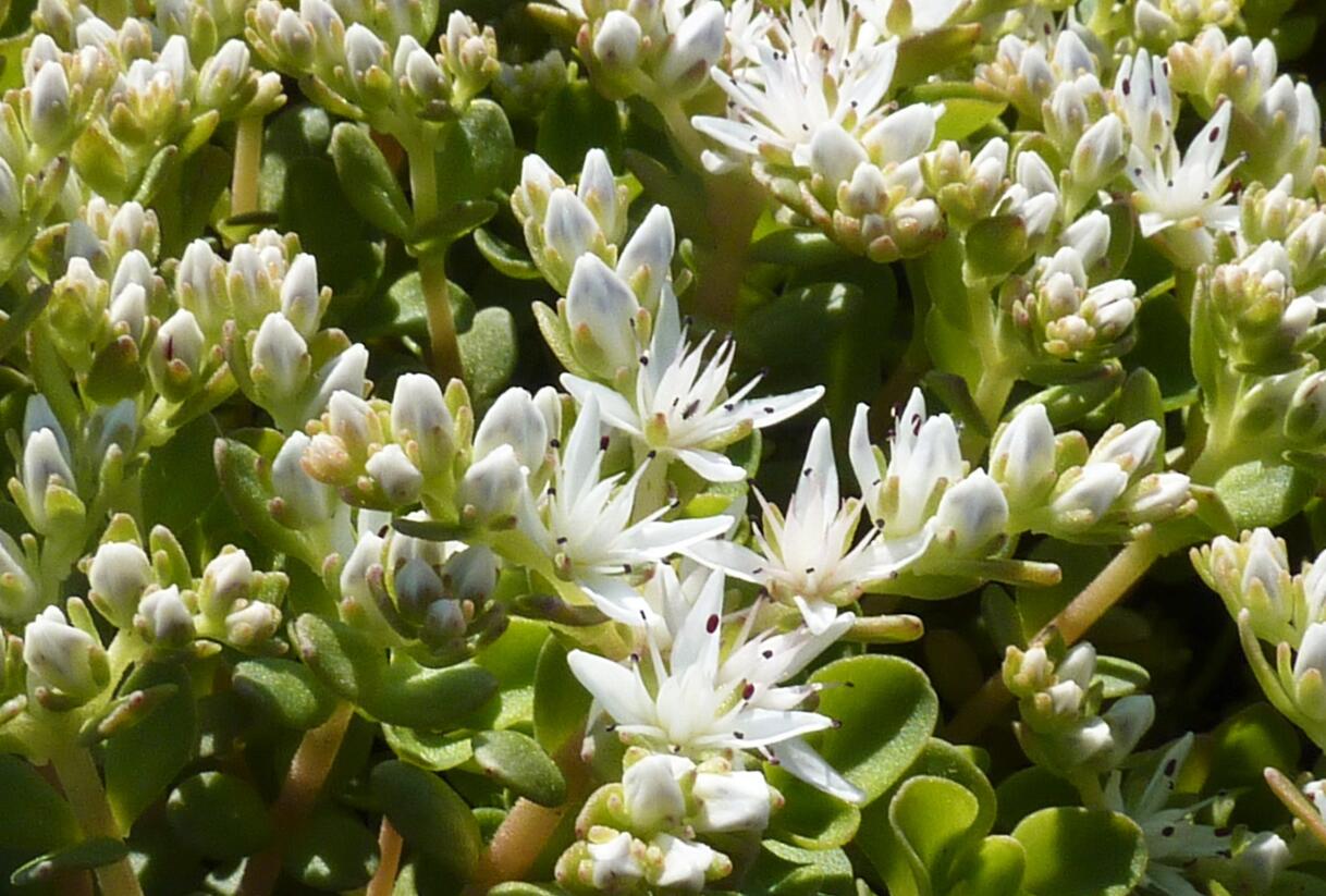 Rozchodník - Sedum ternatum