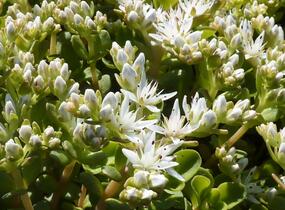 Rozchodník - Sedum ternatum