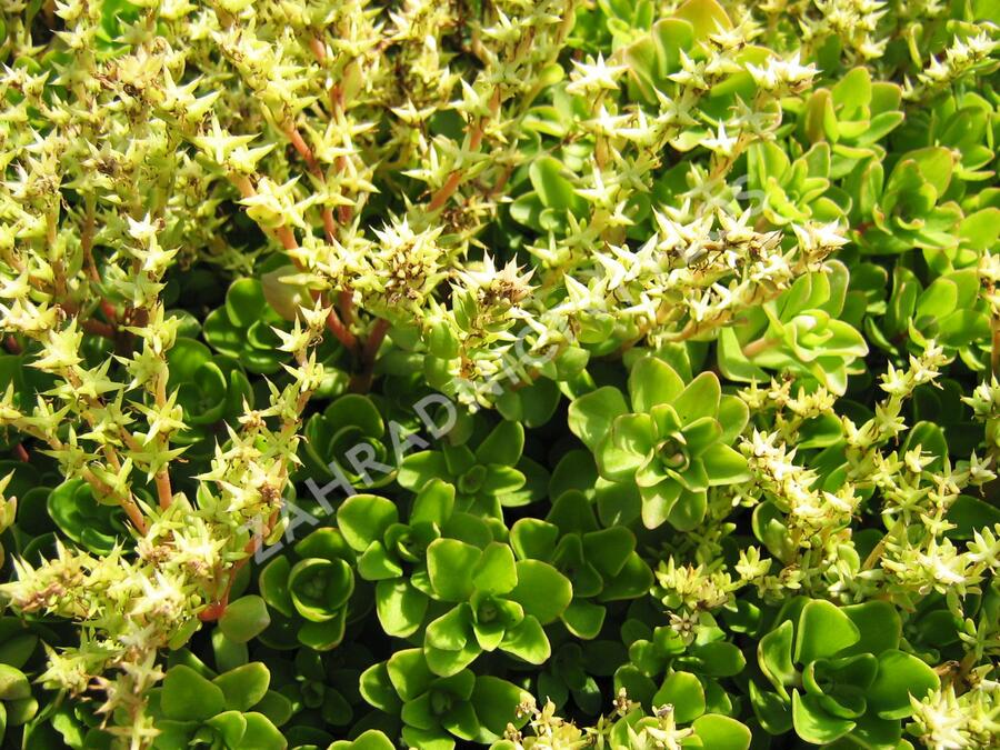 Rozchodník - Sedum ternatum