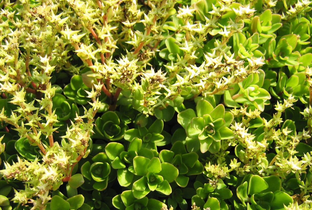 Rozchodník - Sedum ternatum