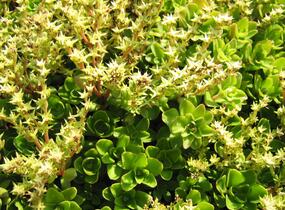 Rozchodník - Sedum ternatum