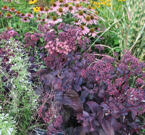 Rozchodník nachový 'Purple Emperor' - Sedum telephium 'Purple Emperor'