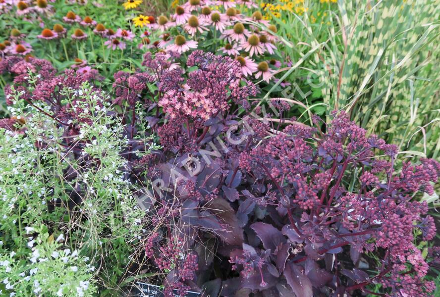 Rozchodník nachový 'Purple Emperor' - Sedum telephium 'Purple Emperor'