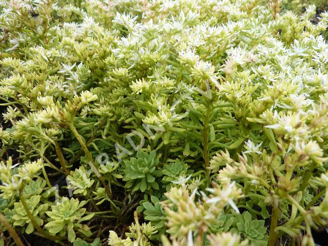 Rozchodník - Sedum glaucophyllum