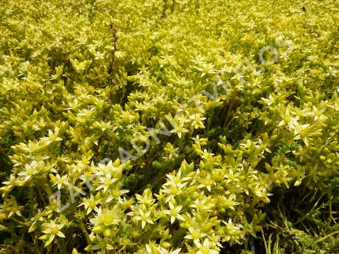 Rozchodník ostrý 'Oktoberfest' - Sedum acre 'Oktoberfest'