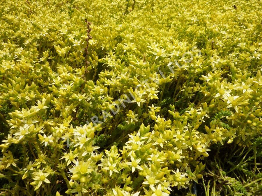 Rozchodník ostrý 'Oktoberfest' - Sedum acre 'Oktoberfest'