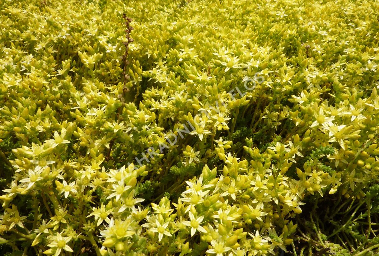 Rozchodník ostrý 'Oktoberfest' - Sedum acre 'Oktoberfest'
