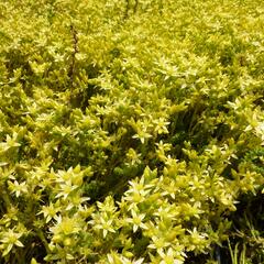 Rozchodník ostrý 'Oktoberfest' - Sedum acre 'Oktoberfest'