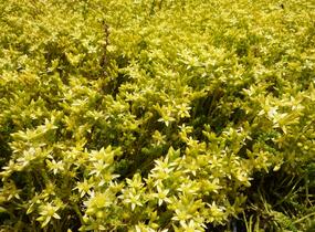 Rozchodník ostrý 'Oktoberfest' - Sedum acre 'Oktoberfest'