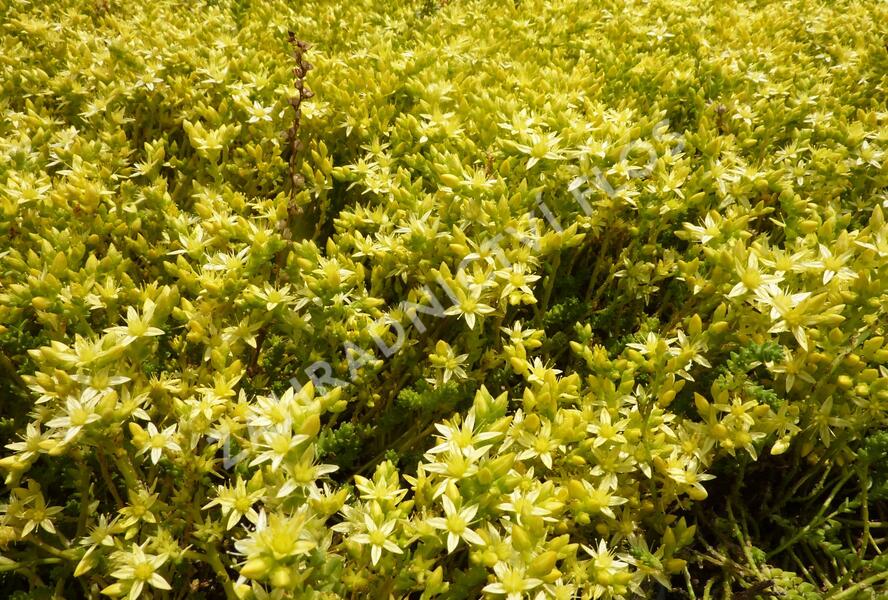 Rozchodník ostrý 'Oktoberfest' - Sedum acre 'Oktoberfest'
