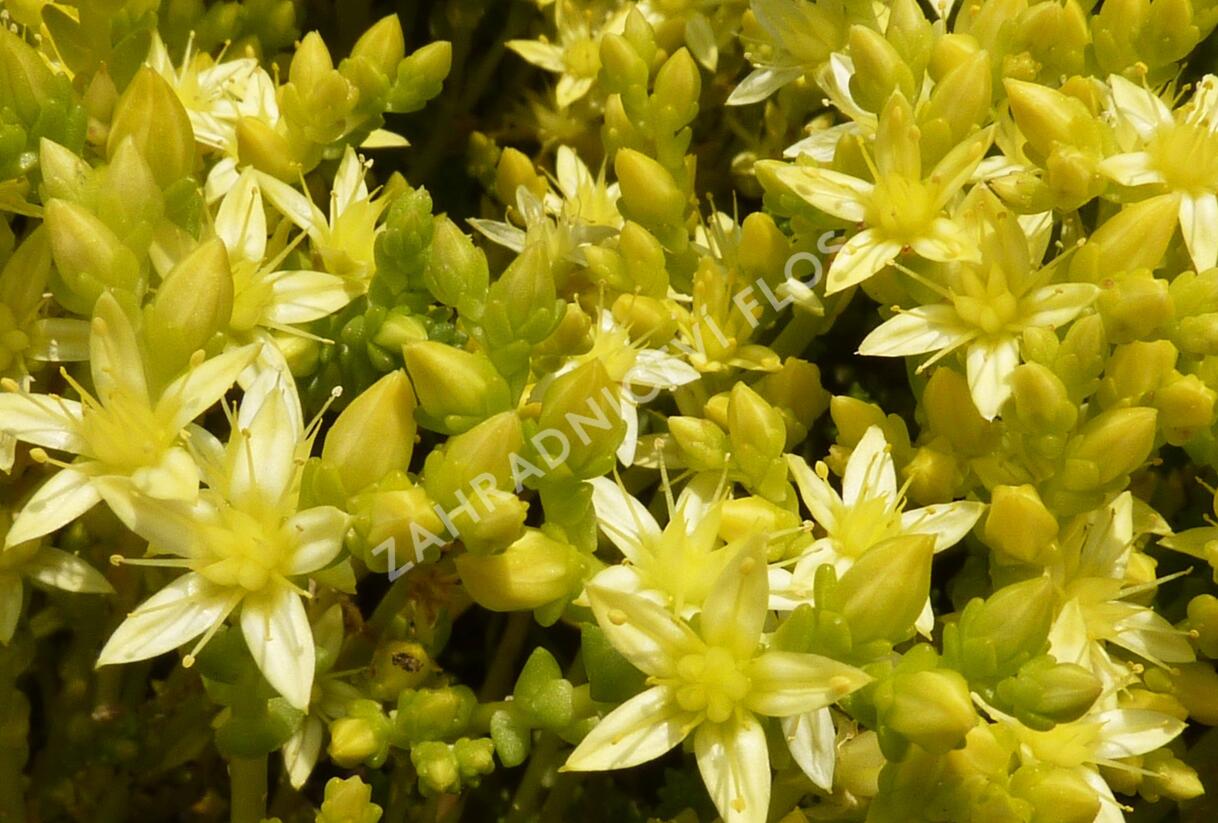 Rozchodník ostrý 'Oktoberfest' - Sedum acre 'Oktoberfest'