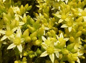 Rozchodník ostrý 'Oktoberfest' - Sedum acre 'Oktoberfest'