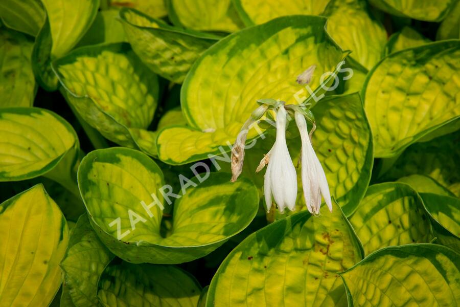 Bohyška 'Rainforest Sunrise' - Hosta 'Rainforest Sunrise'