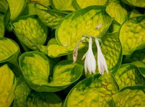 Bohyška 'Rainforest Sunrise' - Hosta 'Rainforest Sunrise'