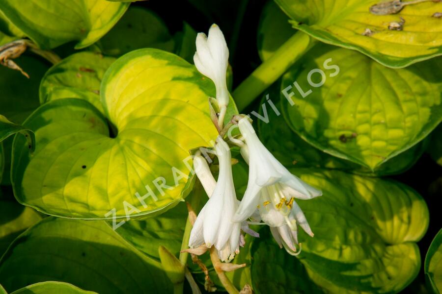 Bohyška 'Rainforest Sunrise' - Hosta 'Rainforest Sunrise'