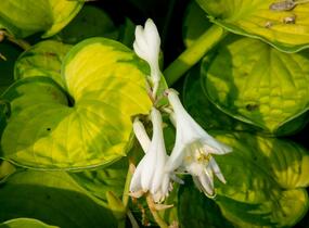 Bohyška 'Rainforest Sunrise' - Hosta 'Rainforest Sunrise'