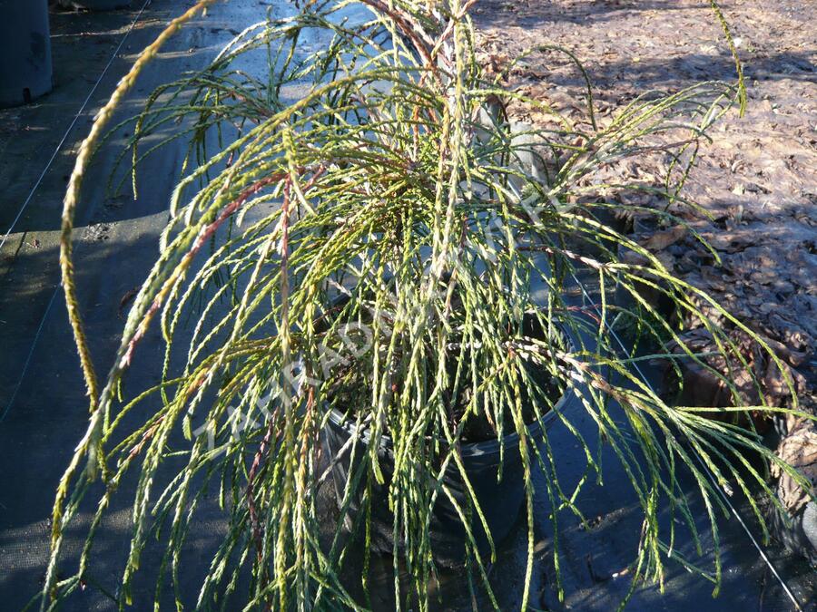 Zerav, túje řasnatá 'Whipcord' - Thuja plicata 'Whipcord'