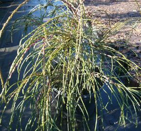 Zerav, túje řasnatá 'Whipcord' - Thuja plicata 'Whipcord'