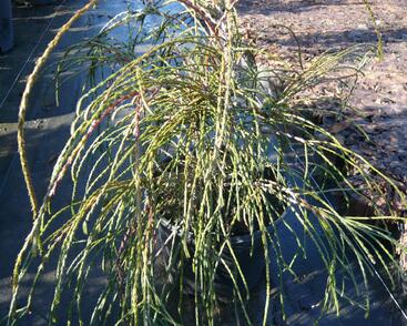 Túje obrovská, zerav řasnatý 'Whipcord'